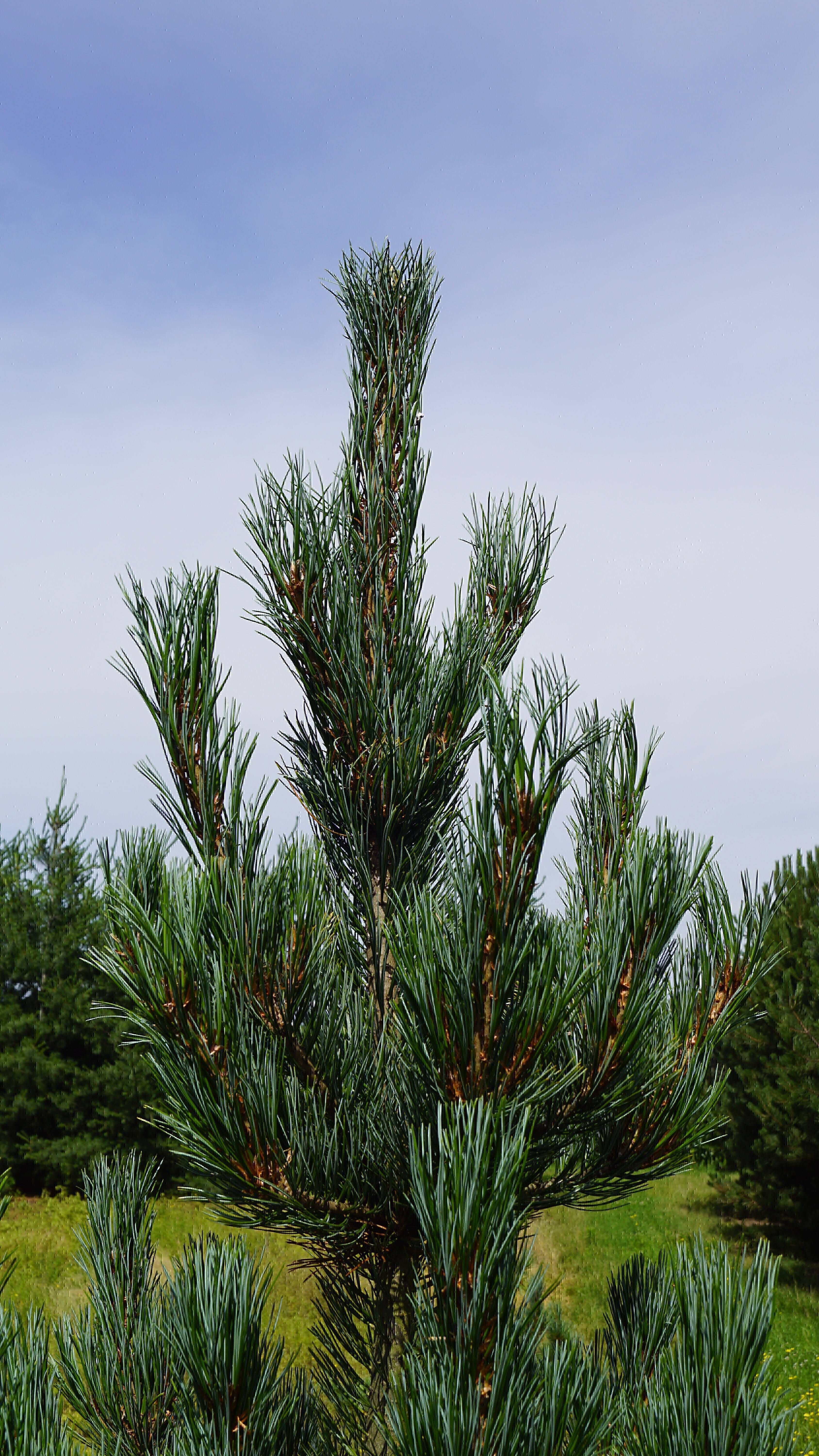 Pinus cembra (2)